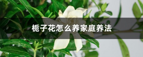 栀子花怎么养家庭养法