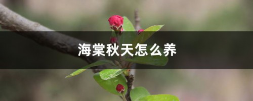 海棠秋天怎么养