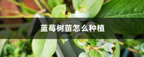 蓝莓树苗怎么种植