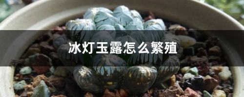 冰灯玉露怎么繁殖